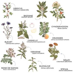 TISANE LA RECONFORTANTE BIO 50G - POLAIRE
