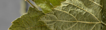 FEUILLE
