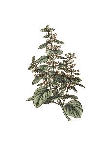 TISANE INFUSETTE MELISSE BIO (x20)