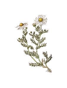 TISANE INFUSETTE CAMOMILLE MATRICAIRE BIO (x20)