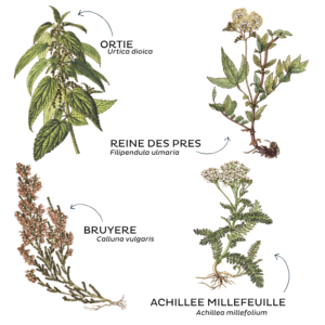 TISANE 1001 PLANTES DE CORREZE BIO 50G