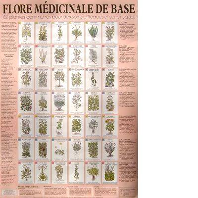 AFFICHE "Flore Médicinale de base" 60x44cm