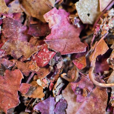 VIGNE ROUGE BIO FEUILLE FRANCE 25G