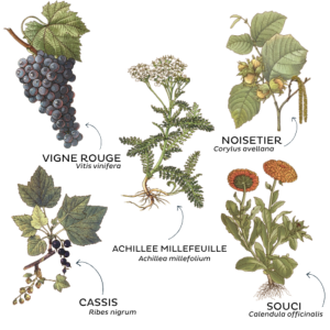 TISANE CIRCULATION BIO 50G