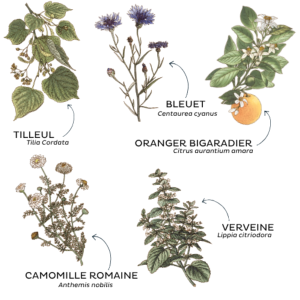 TISANE LA TRADITIONNELLE BIO 25G - DU SOIR