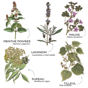 TISANE A VOS SOUHAITS BIO 50G - RHUME