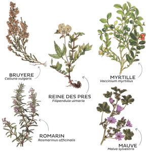 TISANE SILHOUETTE BIO 50G