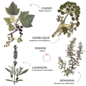 TISANE ANTI-STRESS BIO 50G