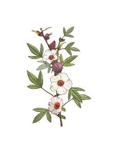 HIBISCUS BIO FLEUR 25G