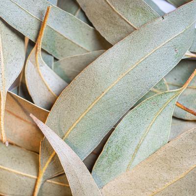 EUCALYPTUS BIO FEUILLE 30G