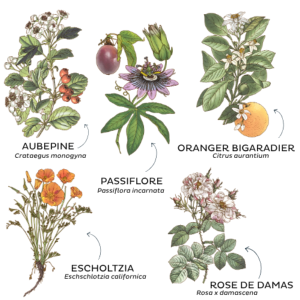 TISANE NUIT PAISIBLE BIO 50G