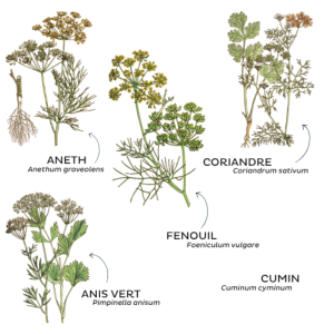 TISANE VENTRE PLAT BIO 100G
